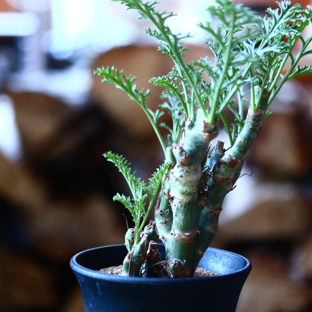 ペラルゴニウム　カルノーサム ペラルゴニウム カルノーサム Pelargonium carnosum no.111591