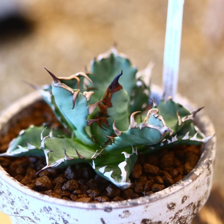 YAMABACHI ver. takero pot × Agave titanota dwarh   no.102239