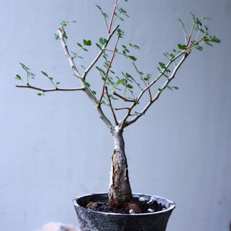 パキコルムス ディスカラー  (象の木)    Pachycormus discolor  no.102713