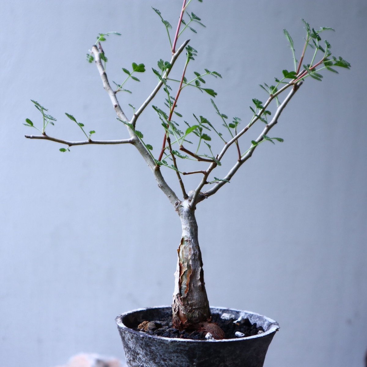 パキコルムス ディスカラー (象の木) Pachycormus discolor n