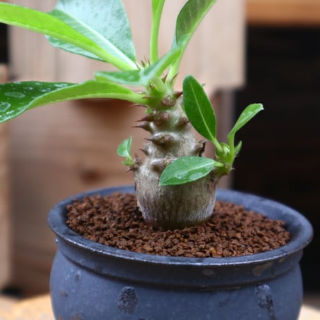 パキポディウム ウィンゾリー実生／Pachypodium baronii var. windsorii       no.82840