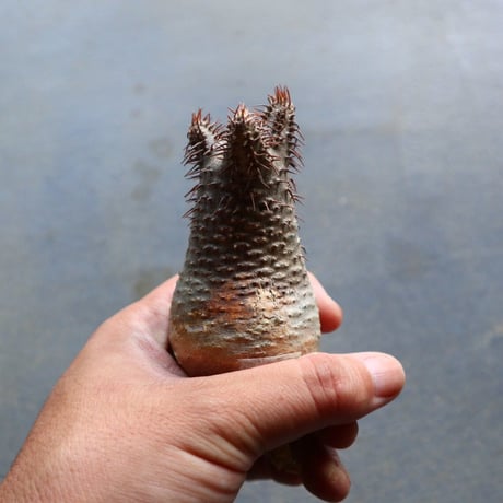 パキポディウム グラキリス 抜苗  Pachypodium rosulatum var. gracilius no.92924