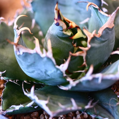 【9/9入荷未発根未活着ベアルート植込み】 Agave titanota White Whale    no.91772