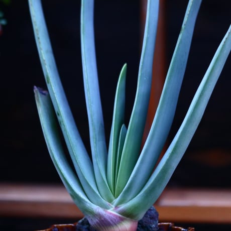 アロエ  プリカティリス     Aloe plicatilis    no.122694