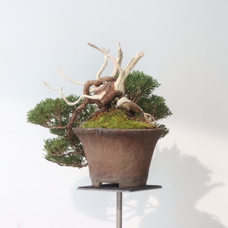 真柏 / YOSHIZAWA3-SHOHINBONSAI   no.223-51