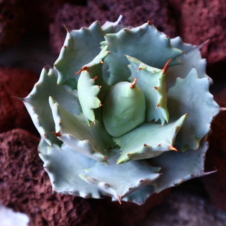 アガベ イシスメンシス   Agave Isthmensis   no.30829