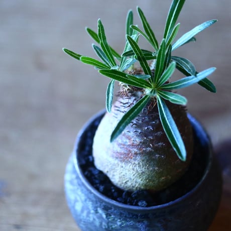 パキポディウム グラキリス   Pachypodium rosulatum var. gracilius no.705-1