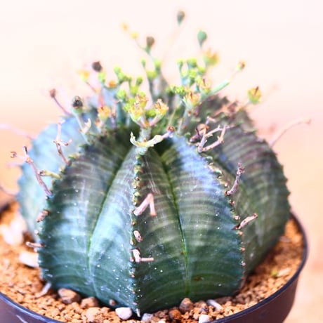 ユーフォルビア  バリダ♀ / Euphorbia valida    no.51461