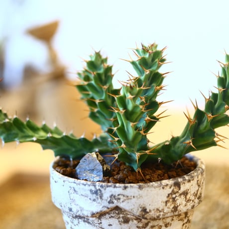 YAMABACHI ver. takero pot  × Euphorbia tortirama  no.102228