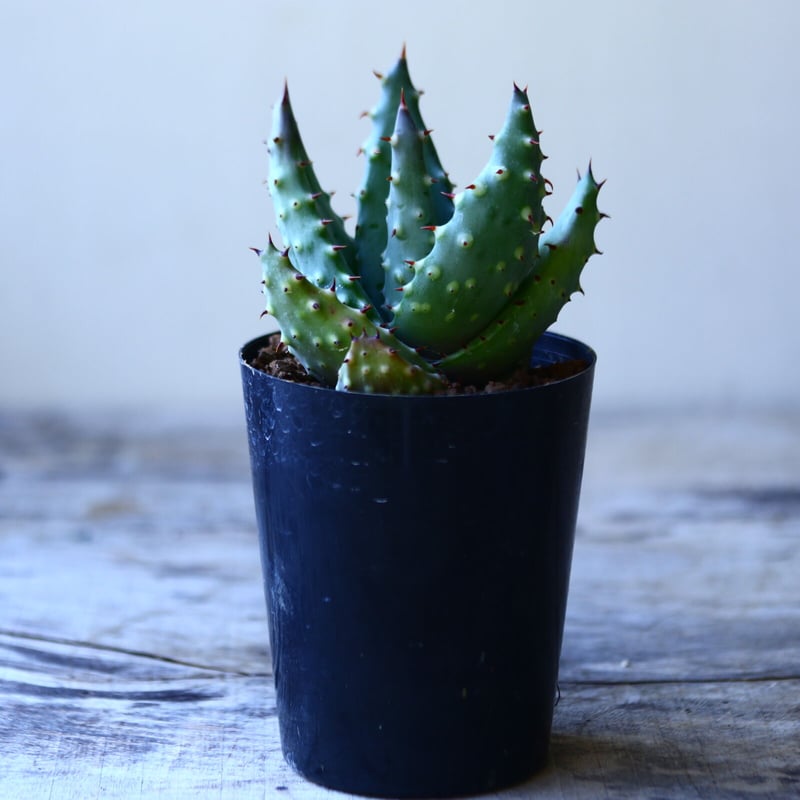 アロエ アクレアータ Aloe aculeata no.110803 | 芽の巣山