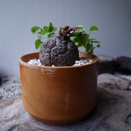 ディオスコレア   亀甲竜    Dioscorea elephantipe     no.112410