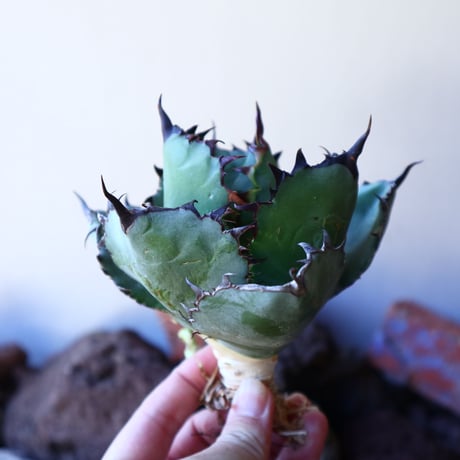 アガベ チタノタ　ブラック＆ブルー Agave titanota black&bule   no.30849