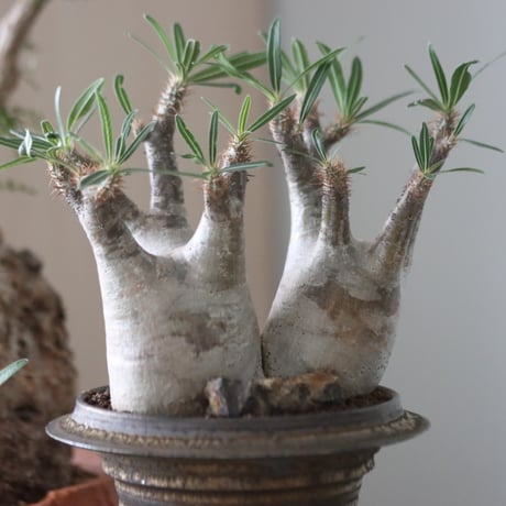 Pachypodium gracilius × たけろうポット    no.51227