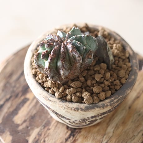 Euphorbia horrida × Riko Otsuki   no.51905