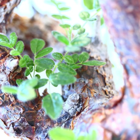 Commiphora monstrosa × N/OH   no.90342