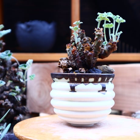 ぺラルゴ二ウム   エキナツム／Pelargonium  lechinatum   no.62711