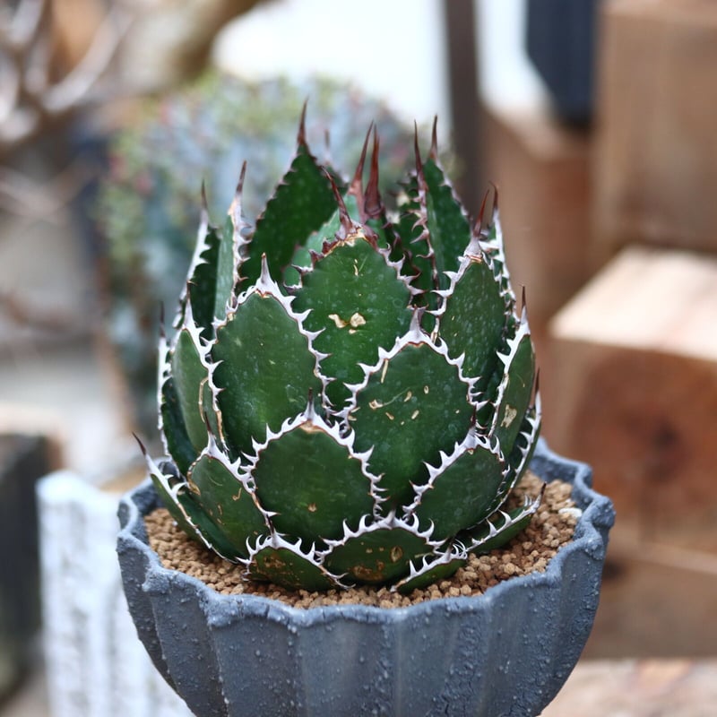 アガベホリダ極上株　Agave horrida No.AHRD020 アガベホリダ極上株 Agave horrida No.AHRD020 Agave horrida