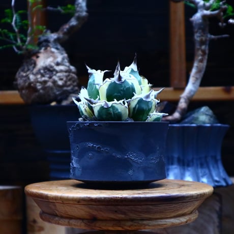 アガベ チタノタ スナグルトゥース／Agave Titanota Snaggle Tooth     no. 90508