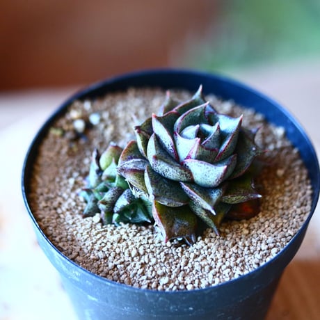 エケベリア   ディオニソス  大和錦   Echeveria 'Dionysos'  no.111540