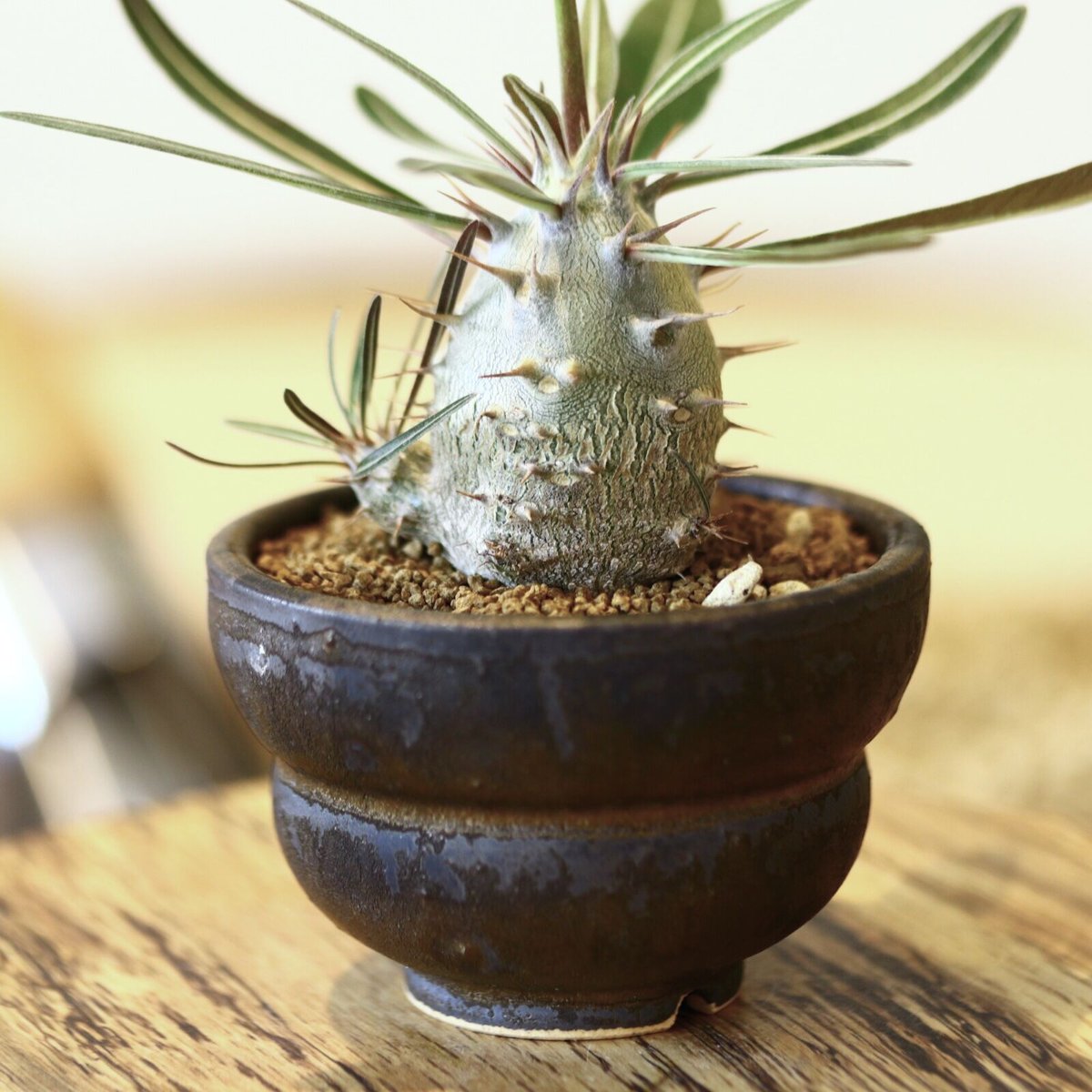 パキポディウム　カクチペス　実生 パキポディウム カクチペス(実生) / Pachypodium rosulatum var.