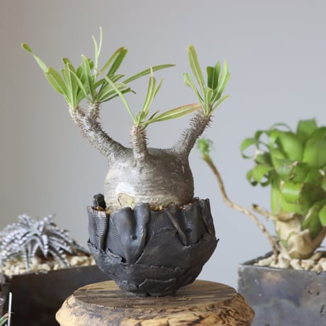 Pachypodium gracilius × AHD   no.1020-44