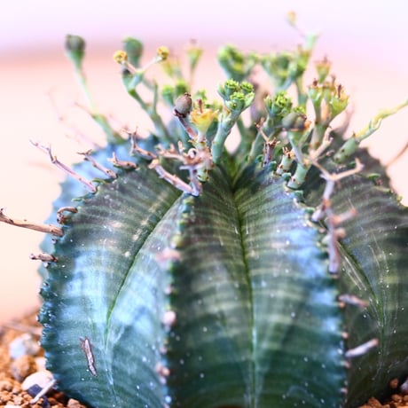 ユーフォルビア  バリダ♀ / Euphorbia valida    no.51461