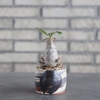 Pachypodium rosulatum ssp. cactipes × N/OH (2.5号)  no.621/43