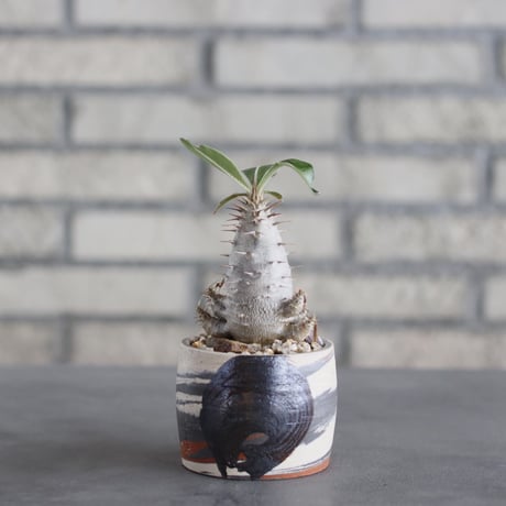 Pachypodium rosulatum ssp. cactipes × N/OH (2.5号)  no.621/43