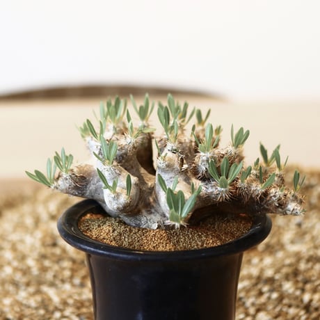 パキポディウム ブレビカリックス / Pachypodium densiflorum var. brevicalyx      no.41603