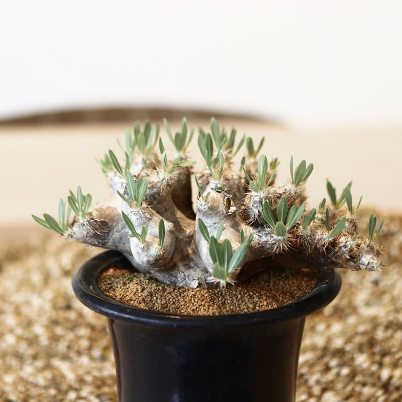 パキポディウム ブレビカリックス / Pachypodium densiflorum var.