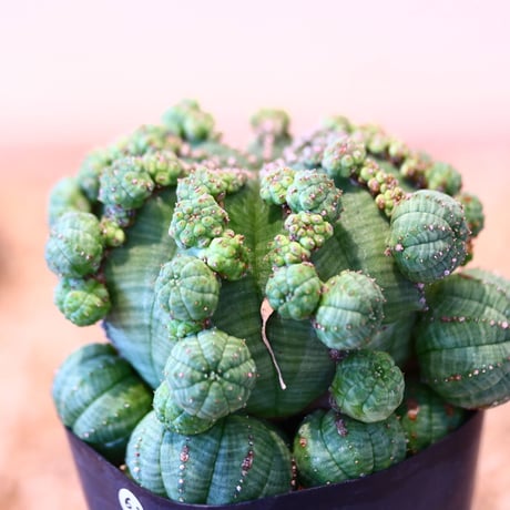 ユーフォルビア  仔吹きシンメトリカ / Euphorbia  symmetrica   no.51462