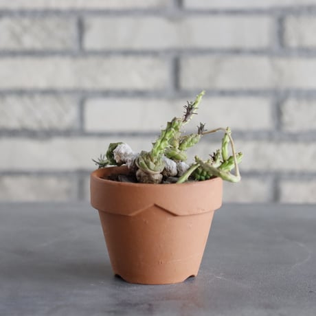 Euphorbia globosa × YAMABACHI (3号)  no.920/30