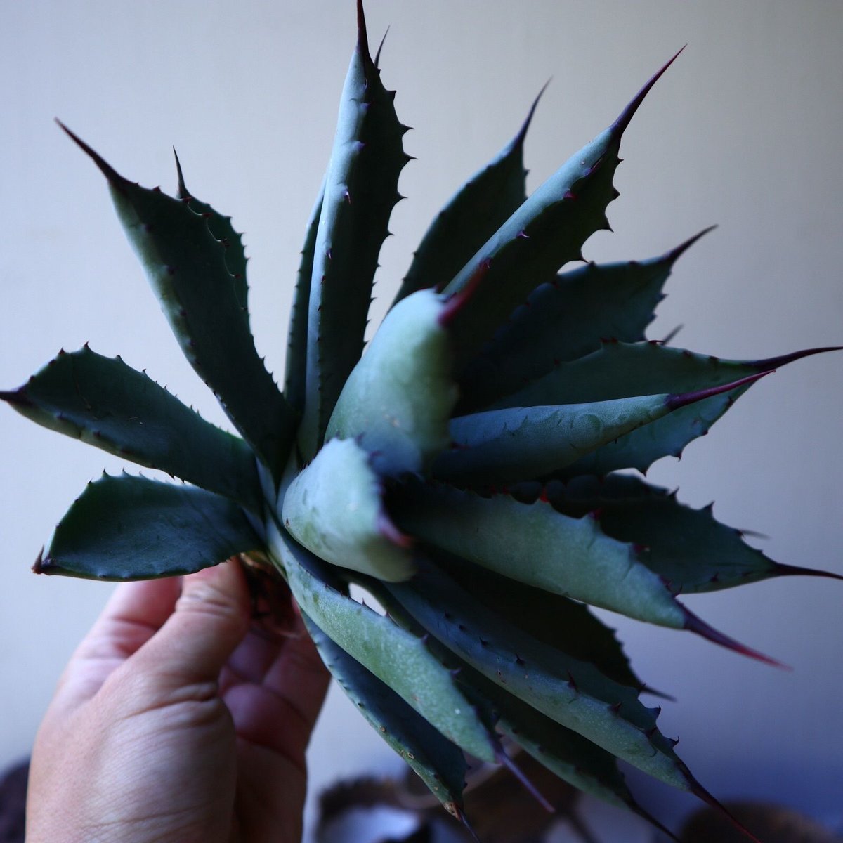 アガベ 八荒雷神 no.42810 | 芽の巣山