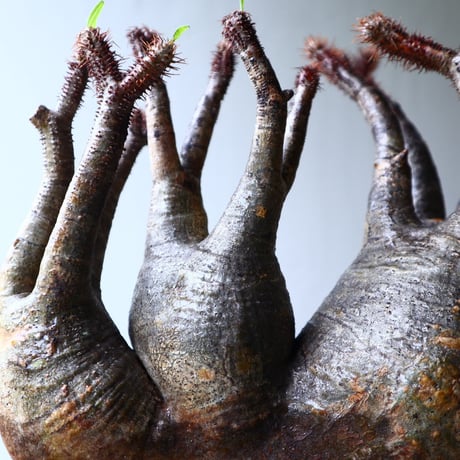 パキポディウム グラキリス 3頭  Pachypodium rosulatum var. gracilius no.70701