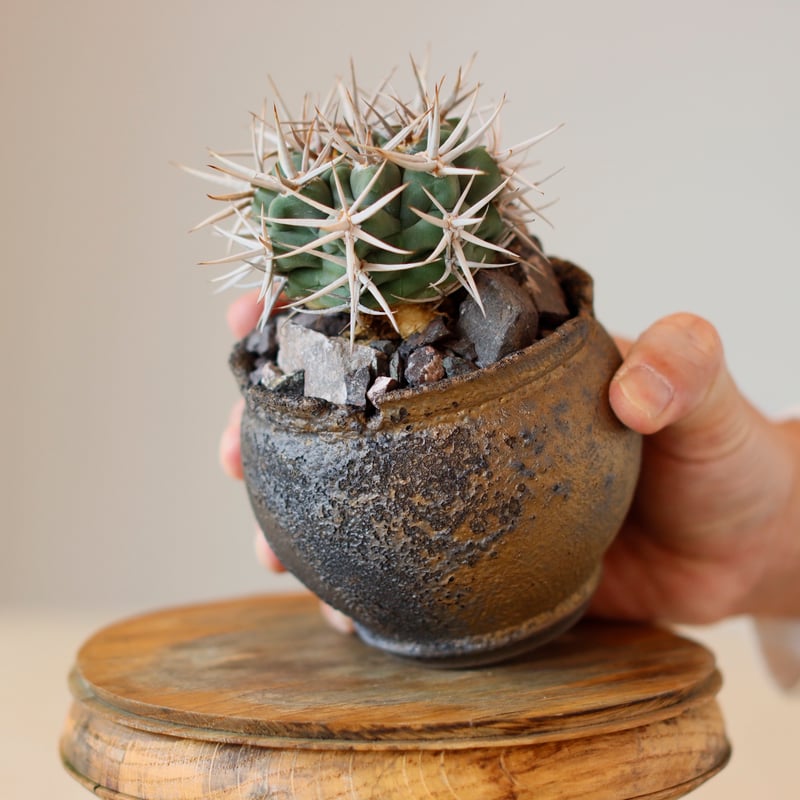 Gymnocalycium hybopleurum v. ferocior × takero