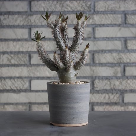 Pachypodium Inopinatum × BIZENBACHI (3.5号)  no.315/2
