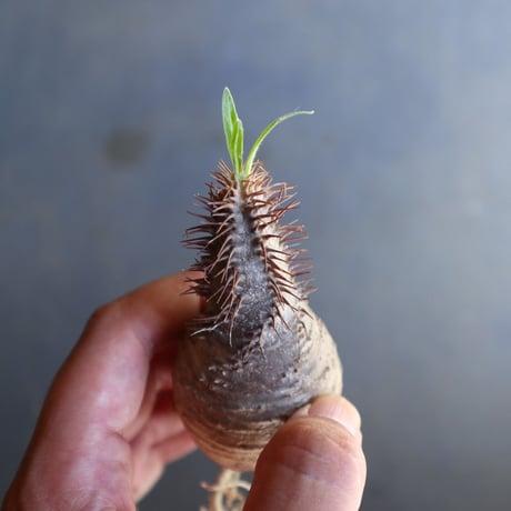 パキポディウム グラキリス 抜苗  Pachypodium rosulatum var. gracilius no.100611