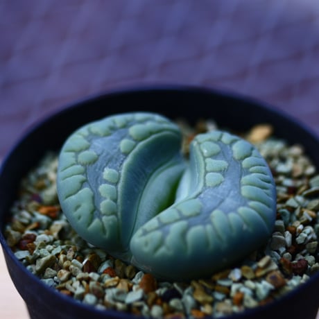 リトープス   アクアマリーン   Lithops  Aquamarin   no.120624
