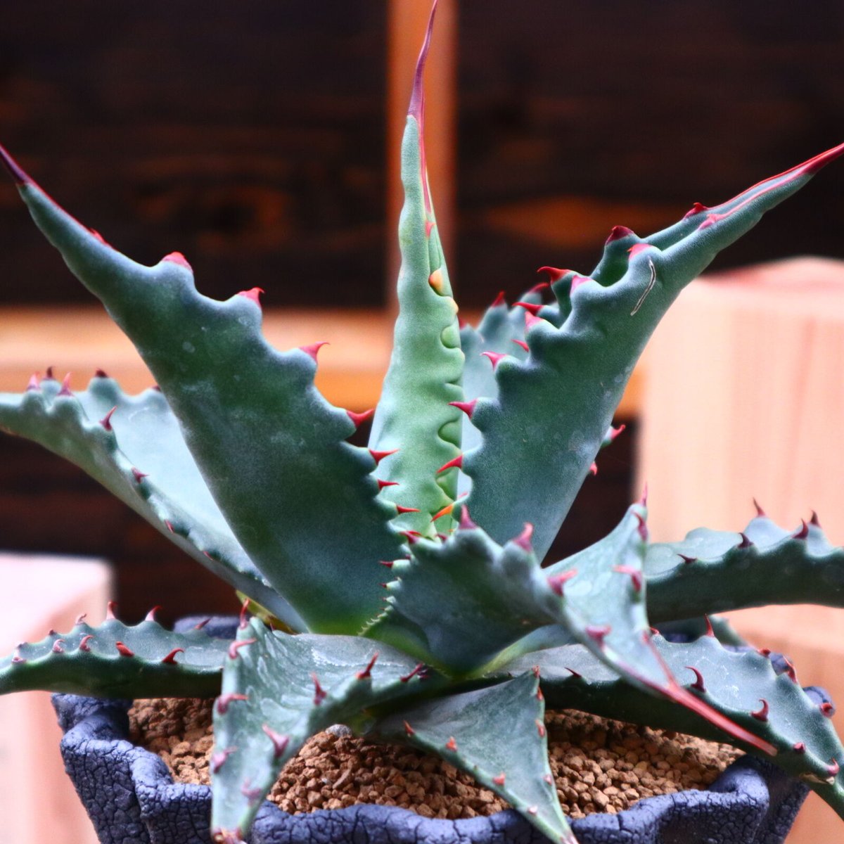 Ho peジェントリージョーズ アガベ ジェントリー ジョーズ／agave gentryi Jaws no.710