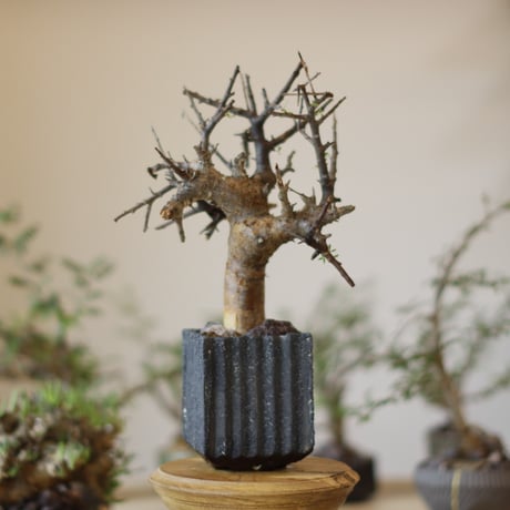 Commiphora foliacea  × soso(3号)  no.1123/8