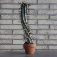 Euphorbia 'Kousai Horrida' × YAMABACHI (3号)  no.607/40