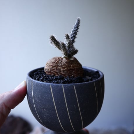 プテロカクタス ツベローサス   黒竜     Pterocactus tuberosus   no.51919