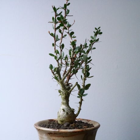 フォークイエリア  コルムナリス  観峰玉 Fouquieria columnari   No.016