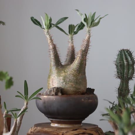 Pachypodium gracilius × たけろうポット    no.51225