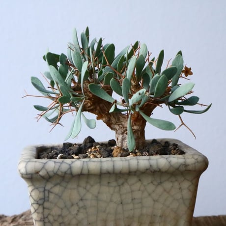 オトンナ   ユーフォルビオイデス   Othonna   euphorbioides  No.006