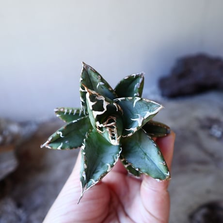アガベ   チタノタ  Agave  titanota   no.111002