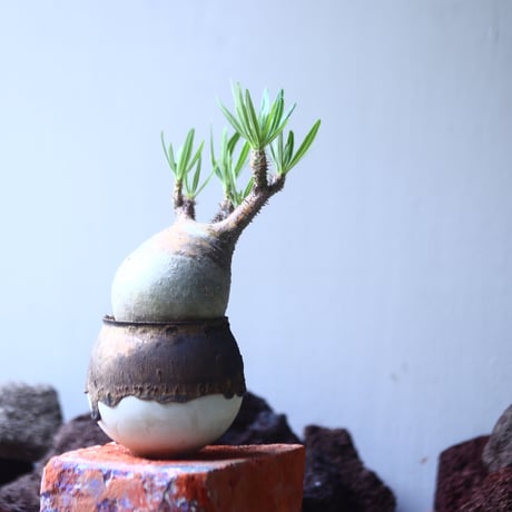 パキポディウム グラキリス   Pachypodium rosulatum var. gracilius no.53107