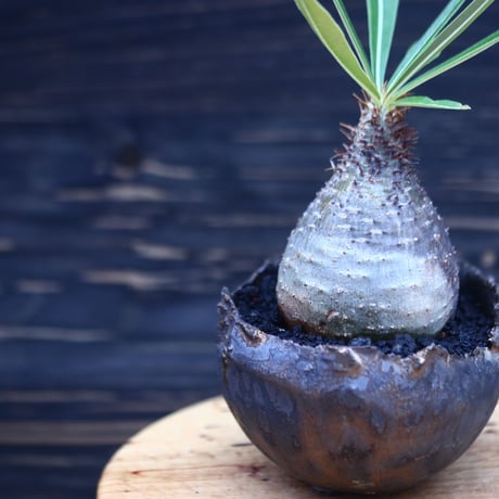 パキポディウム  グラキリス   Pachypodium  gracilius       no.30707