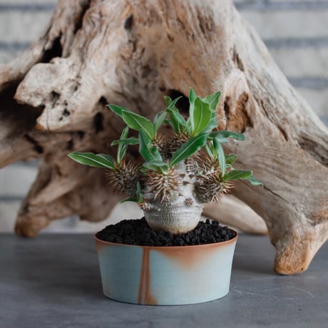 Pachypodium makayense × BIZENBACHI (3.5号) no.622-5