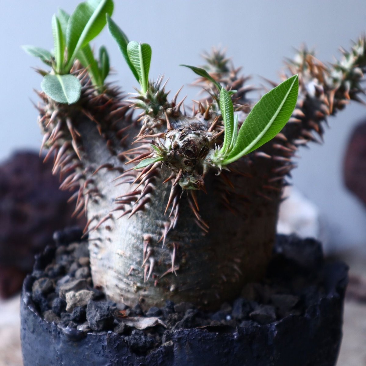 パキポディウム デンシ フローラム Pachypodium densiflorum no
